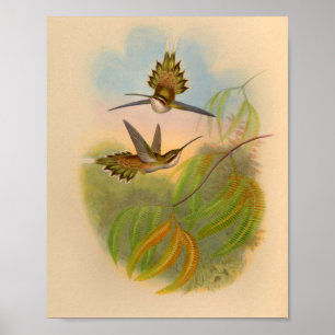 Vintage-Druck des Hermit Hummingbird von 1861 Poster
