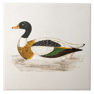 Vintage-Druck einer alten Drake-Ente aus dem 19. J Fliese