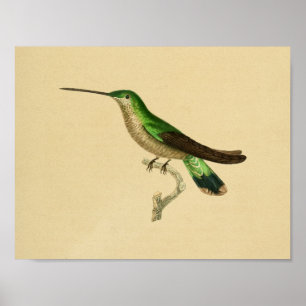 Vintage Druck Kolibri 1830 Grün Blau Poster