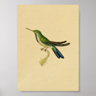 Vintage Druck Kolibri 1830 Grün Blau Poster