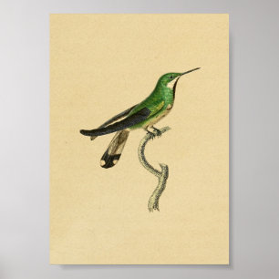 Vintage Druck Kolibri 1830 Grün Poster