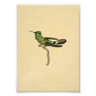 Vintage Druck Kolibri 1830 Grün Schwarz