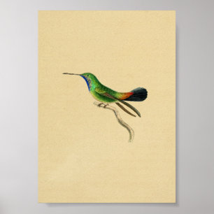 Vintage-Druck Kolibri 1830 Rot Grün Poster