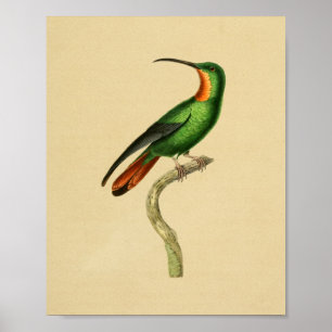 Vintage-Druck Kolibri 1830 Rot Grün Poster