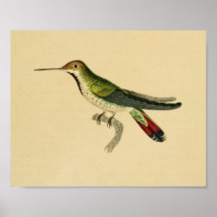Vintage-Druck Kolibri 1830 Rot Grün Poster
