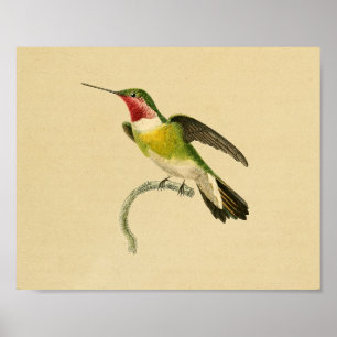 Vintage-Druck Kolibri 1830 Rot Grün Poster