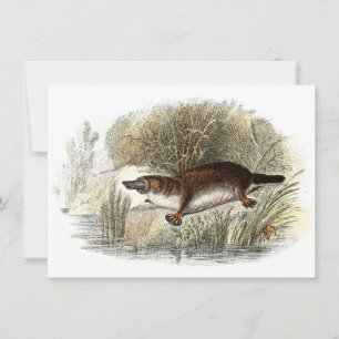 Vintage Duck Bill Platypus Illustration aus dem 19