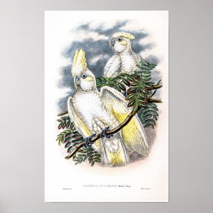 Vintage Ducorps's Kakadu von John Gould Poster