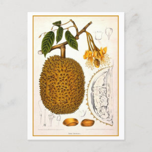 Vintage Durian Botanical Illustration Postkarte