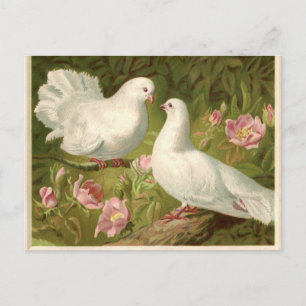 Vintage Easter White Doves Feiertagspostkarte