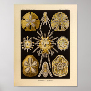 Vintage Echinidea Farbe Ernst Haeckel Druck Poster