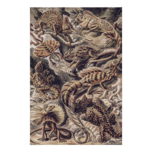 Vintage Echsen-Tiere von Ernst Haeckel  Poster