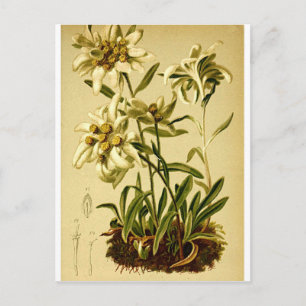 Vintage Edelweiß Postkarte