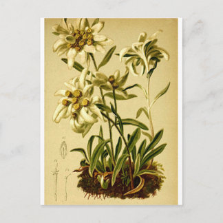 Vintage Edelweiß Postkarte