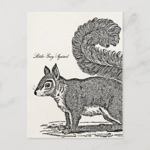 Vintage Eichhörnchen-Illustration - Eichhörnchen a Postkarte