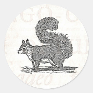 Vintage Eichhörnchen-Illustration - Eichhörnchen Runder Aufkleber