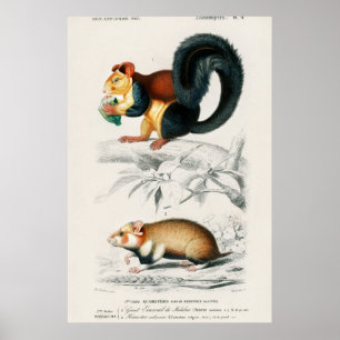 Vintage Eichhörnchen-Illustration Poster