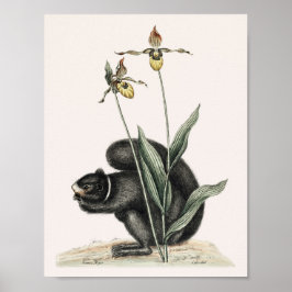 Vintage Eichhörnchendarstellung Poster