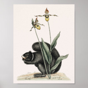 Vintage Eichhörnchendarstellung Poster