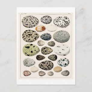 VINTAGE EIER-GEBURTSTATT VON OKTOBER AUF POSTCARD POSTKARTE