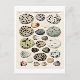 VINTAGE EIER-GEBURTSTATT VON OKTOBER AUF POSTCARD POSTKARTE