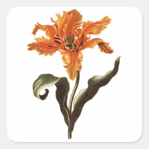 Vintage, elegante orangefarbene Lilie in Blüte, Ga Quadratischer Aufkleber