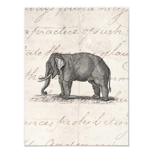 Vintage Elephant Illustration der 1800er Jahre - E Fotodruck (Vorne)