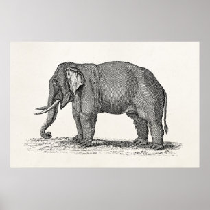 Vintage Elephant Illustration der 1800er Jahre - E Poster