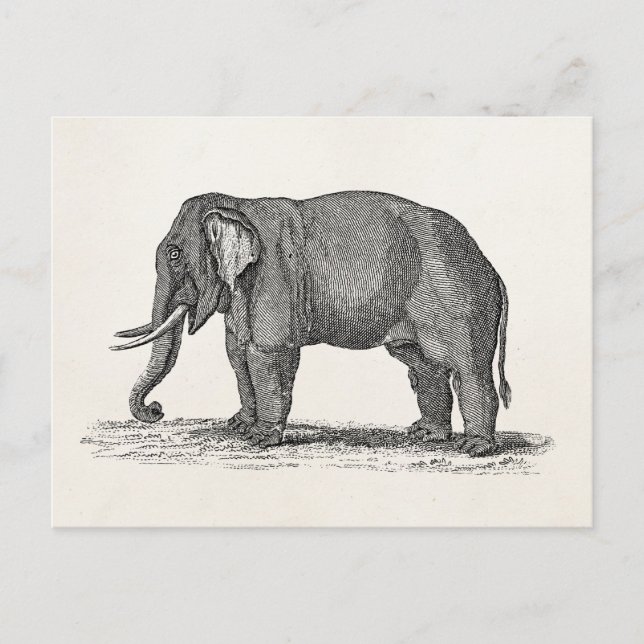 Vintage Elephant Illustration der 1800er Jahre - E Postkarte (Vorderseite)