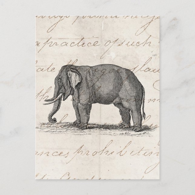 Vintage Elephant Illustration der 1800er Jahre - E Postkarte (Vorderseite)