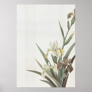 Vintage Elfenbein Schwertlilie Botanisches Minimal Poster