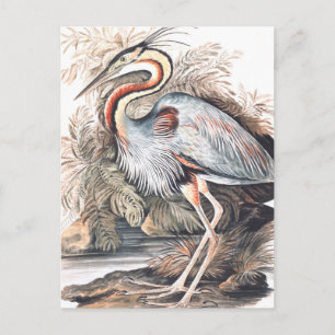 Vintage Elizabeth Gwillim Purpurreiher   Postkarte