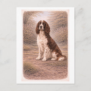 Vintage-Englischer Springer Spaniel Postkarte