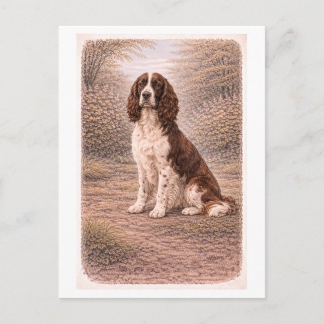 Vintage-Englischer Springer Spaniel Postkarte (Vorderseite)