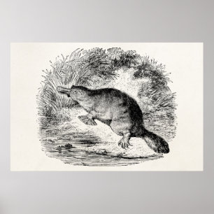 Vintage Enten-Plantagenfische Personalisierte Tier Poster