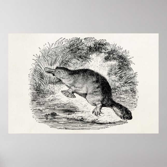 Vintage Enten-Plantagenfische Personalisierte Tier Poster (Vorne)