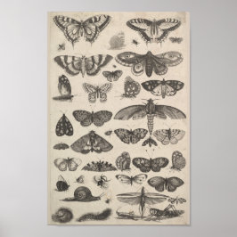 Vintage Entomologie Lepidoptera Insekten Poster