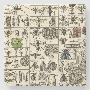 Vintage Entomologie Steinuntersetzer