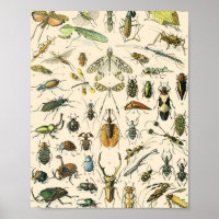 Vintage Entomologie von Insekten und Bugs