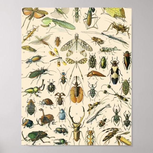 Vintage Entomologie von Insekten und Bugs Poster (Vorne)