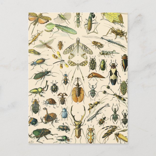 Vintage Entomologie von Insekten und Bugs Postkarte (Vorderseite)