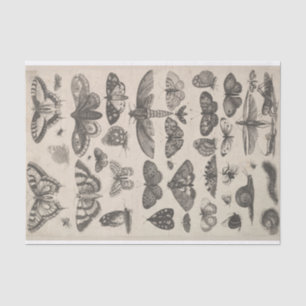 Vintage Entomologielepidoptera-Insekten Decoupage Seidenpapier