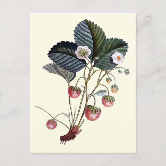 Vintage Erdbeere Frucht Pflanze mit Blätter Postkarte (Vorderseite)