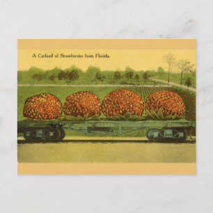 Vintage-Erdbeeren aus Florida Reise-Postkarte Postkarte