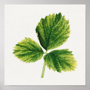 Vintage Erdbeeren Blätter Aquarellmalerei Poster