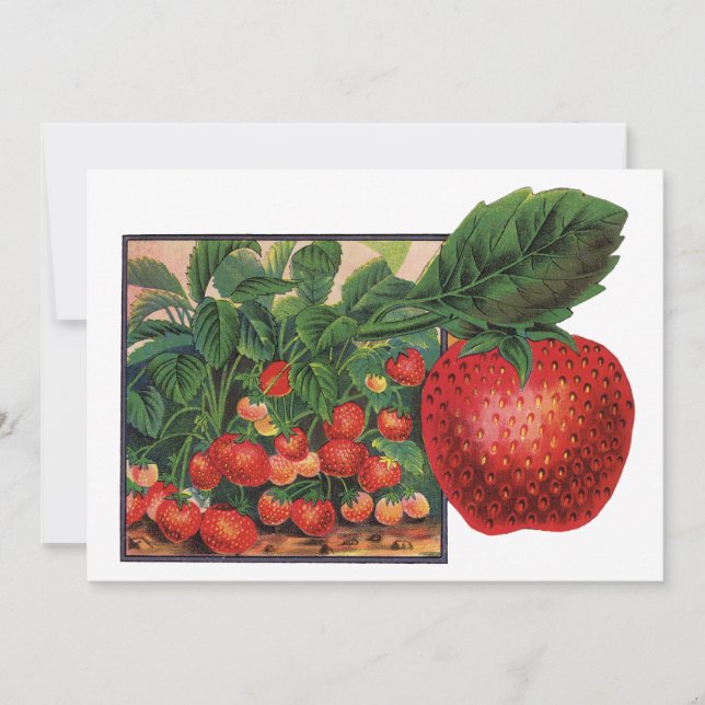 Vintage Erdbeeren, Erdbeeren-Pflanze auf einem Bau (Vorderseite)