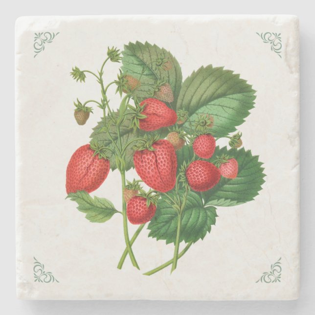 Vintage-Erdbeeren-Fruchtillustration Steinuntersetzer (Vorderseite)