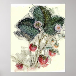 Vintage Erdbeeren Pflanze Blume Wasserfarbe Poster