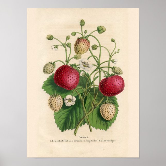 Vintage Erdbeeren Poster (Vorne)