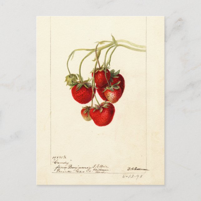 Vintage Erdbeeren Zeichnend Art Postkarte (Vorderseite)